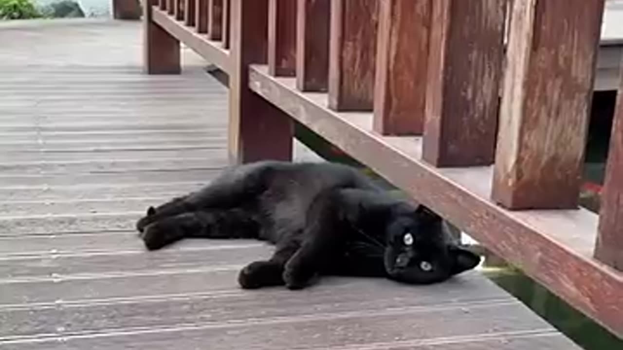 LOL_ Super Funny Cute Cats Videos Best Moments of Cats ......