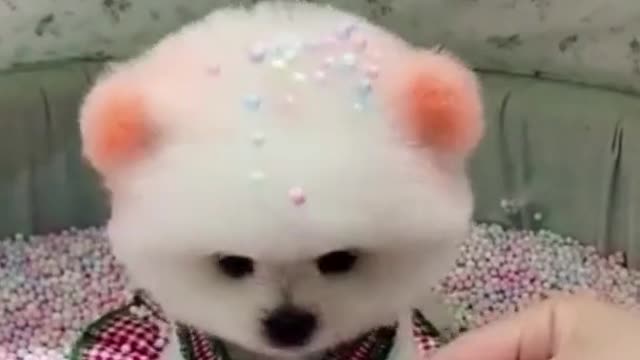 Baby dog- cute and funny dogs short