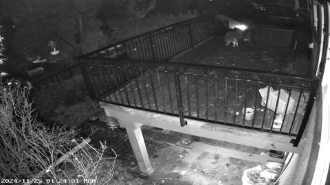 Indoor Cat Valiantly Defends Garbage From Raccoons