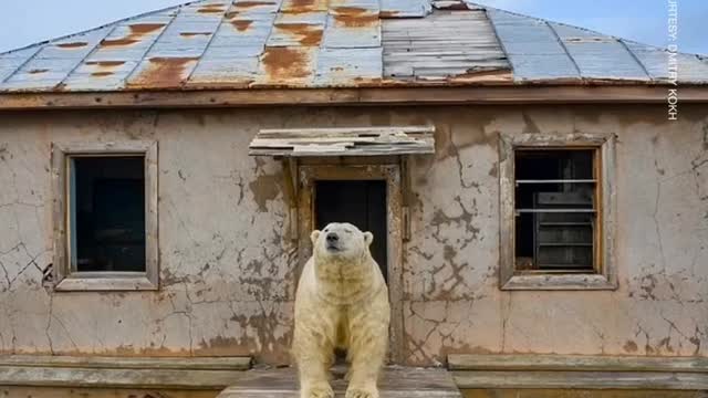Polar Bears Set Up Home in Abandoned Russian Weather Station