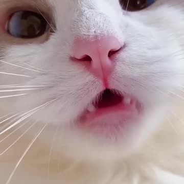 #shorts cat meme & kitten (tik tok video] 😱.funny cats meow baby cute compilation [cat-cash home)