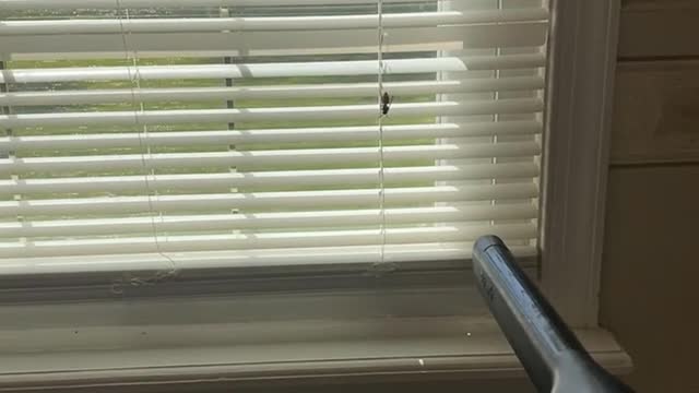 Woman Spooked by Wasp Vacuums it Up