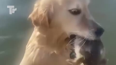 Dog Risks Life to Save Human