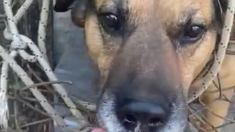 dog and ice cream