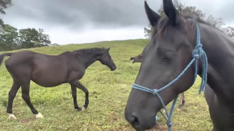 Kawela Ranch, Honokaa, Hawaii foal playday