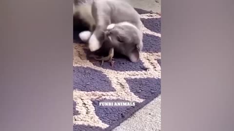 Best Funny Animal Videos 2023😁 😇