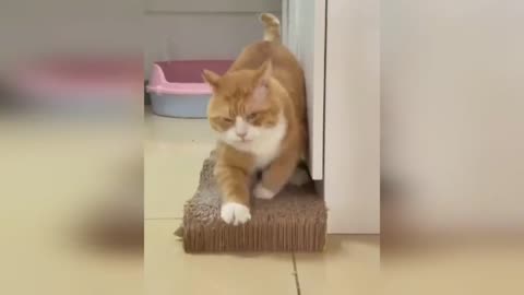 Funny cats and dogs funniest animals funny video of pets❤️🐶