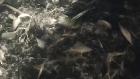 Thousands of Small Fish Jump From Water