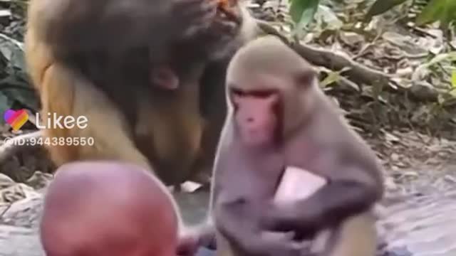 Monkey 🐒 drag a phone