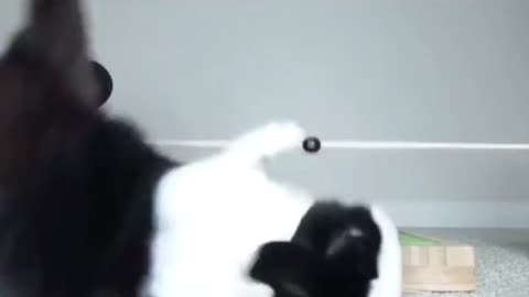 A bunny rabbit unexpectedly falls