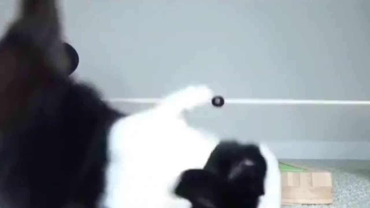 A bunny rabbit unexpectedly falls