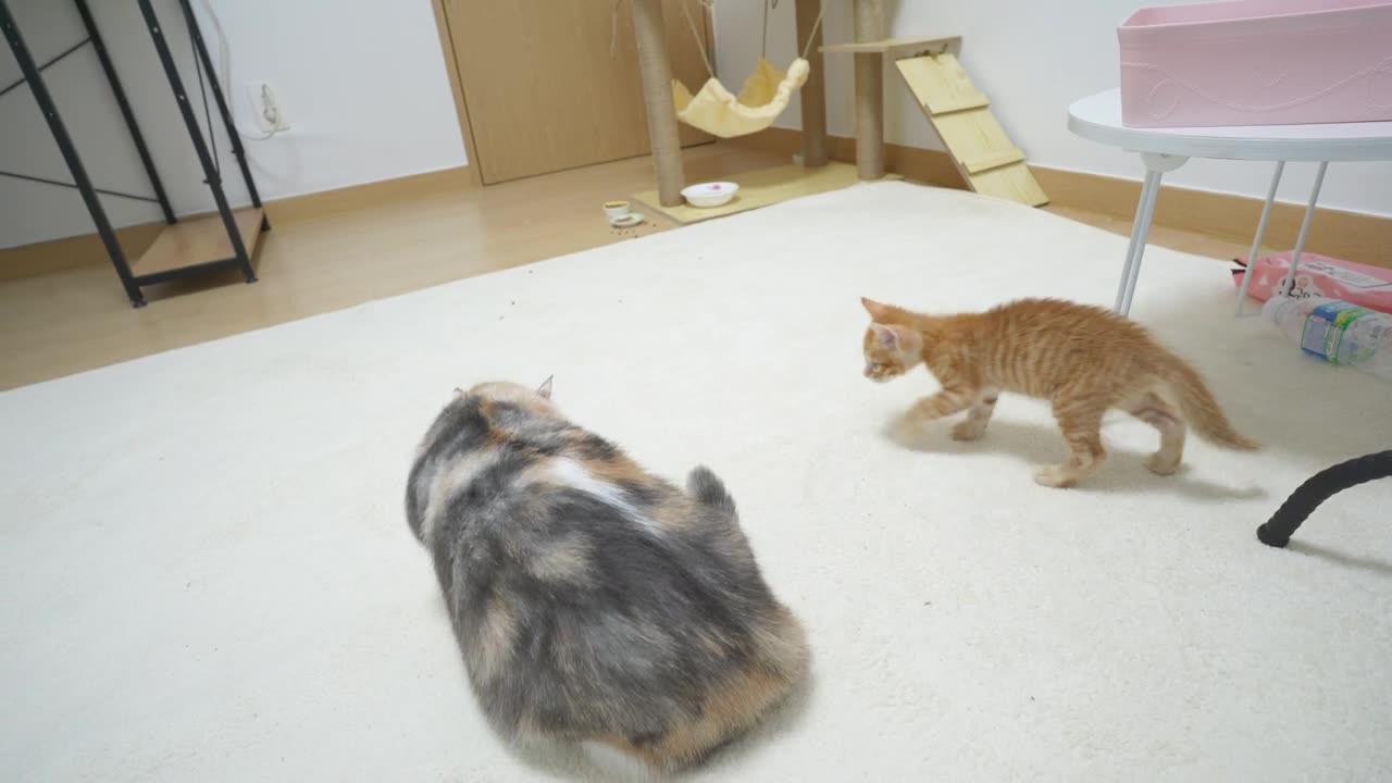 Baby Kitten Wants to be Friends with a Big Cat, But It's Not Easy