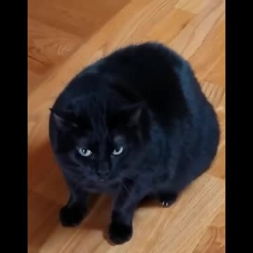 n of the funniest cat videos on the Internet - I dare you not to laugh 😂