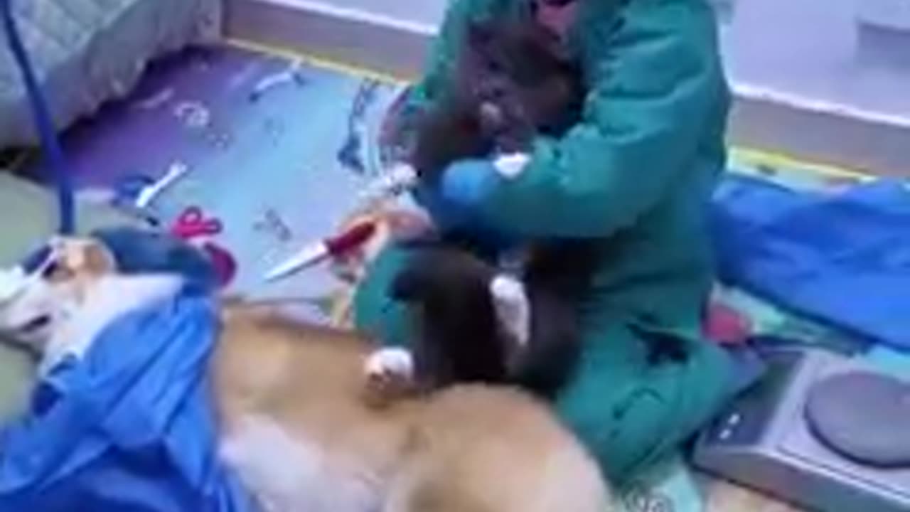😂😂😂😂 pet gynecology specialist.
