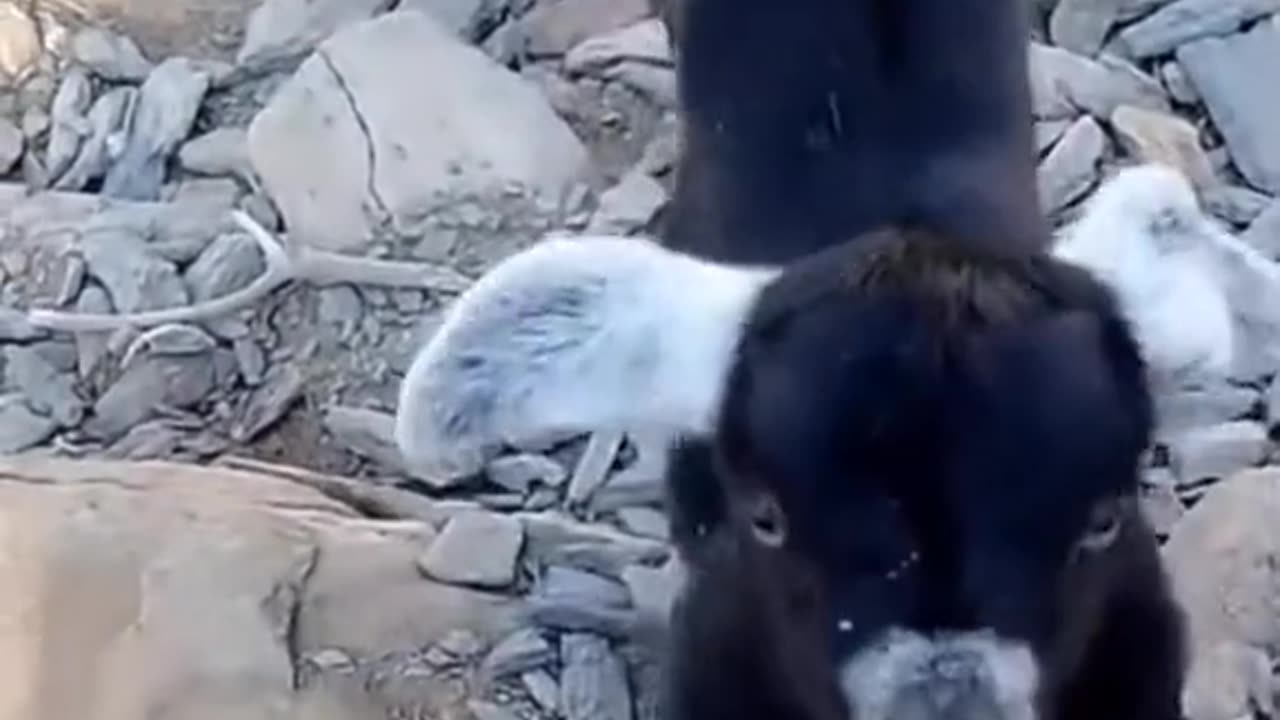 Baby goat feeding from feeder , funny goat , baby goat , animals