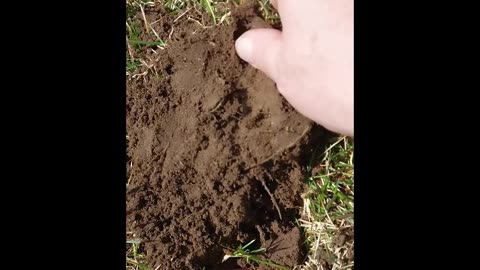 Straight Up Metal Detecting (SHORT) : "Coin Spill" : 2023