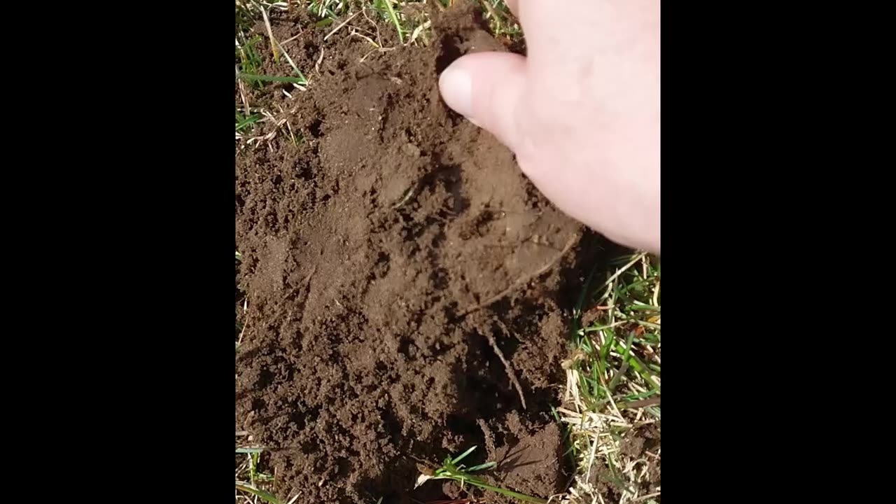 Straight Up Metal Detecting (SHORT) : "Coin Spill" : 2023