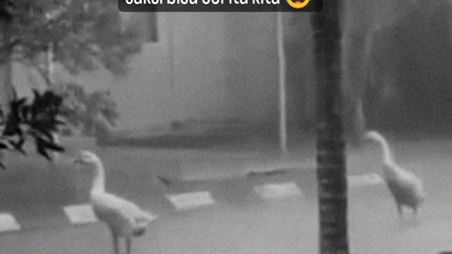 fun videos