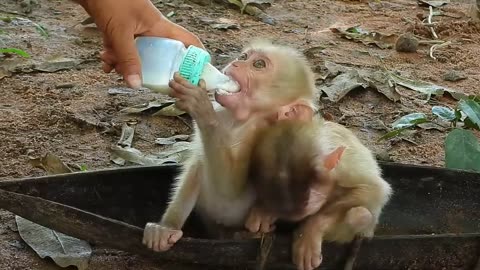 OMG! cheko and santa is very hungry for milk, she is sitting and spitting, she is pouring milk