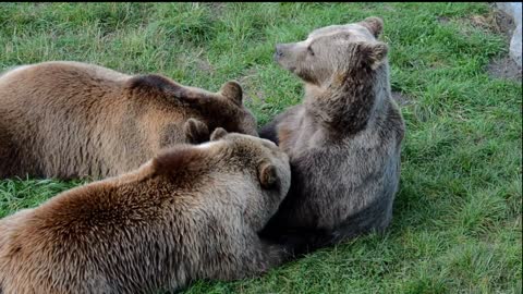 Wildlife - Nature animals Videos