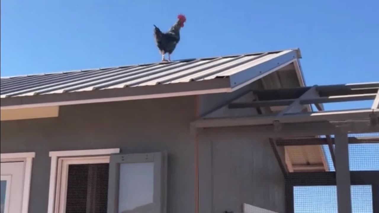 The Roof-Hopping Barred Rock Rooster of H5 Ranch