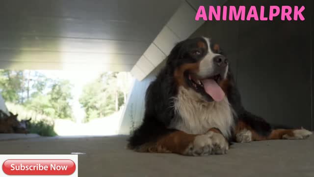 Best dog video-amazing dog react!
