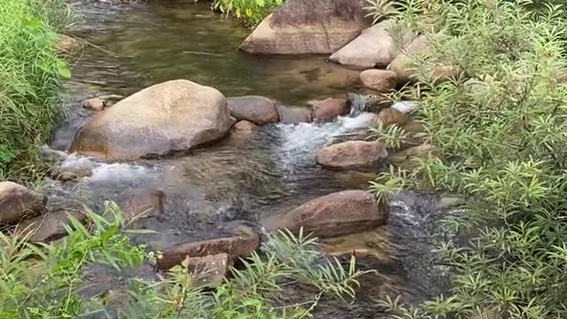 Beautiful River Surrounded with Green Plants