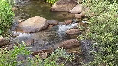 Beautiful River Surrounded with Green Plants