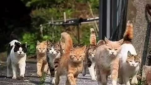 Cat gang dog