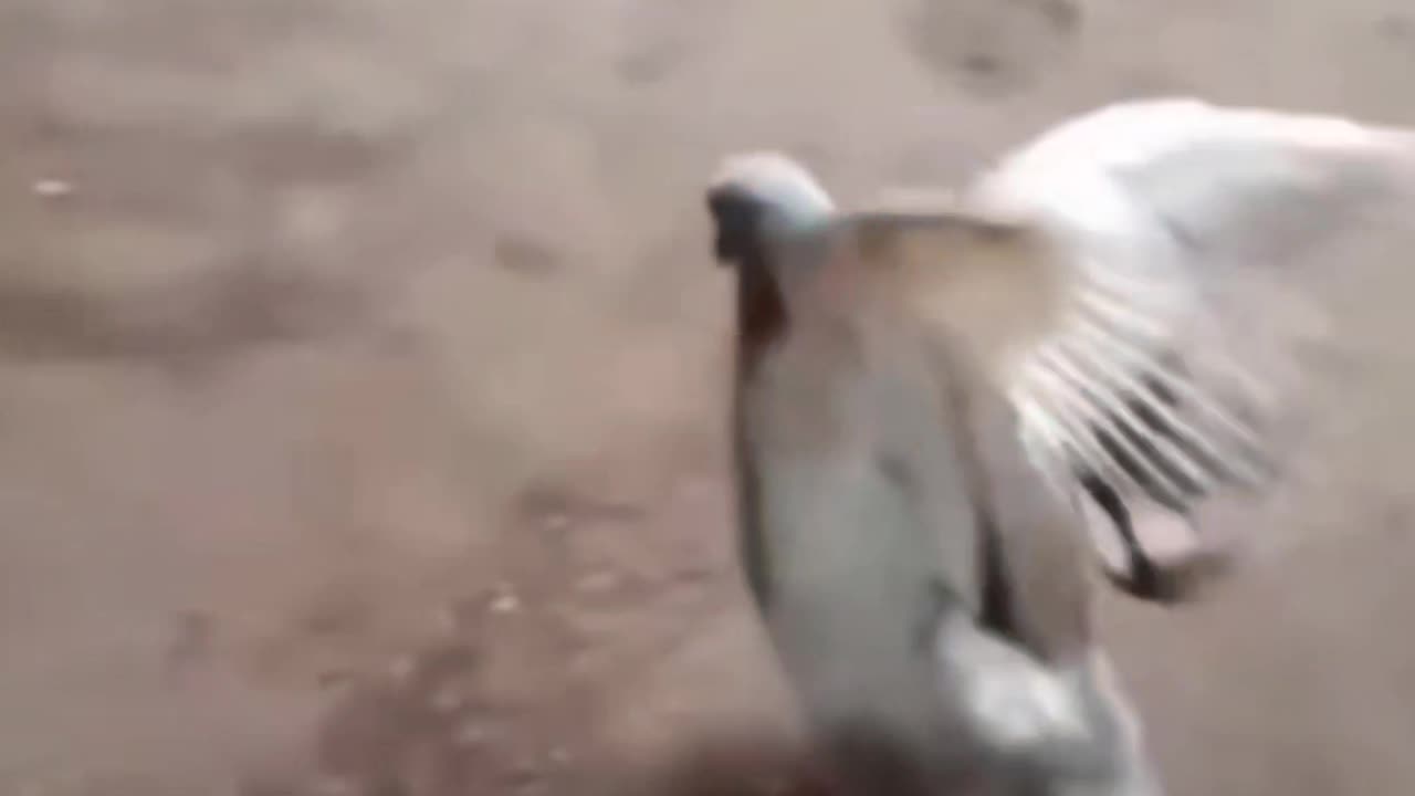 Funny videos 🤣😂🤣😂