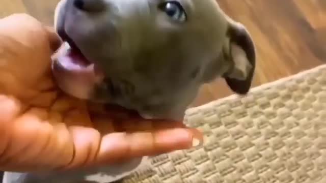 Dog short video