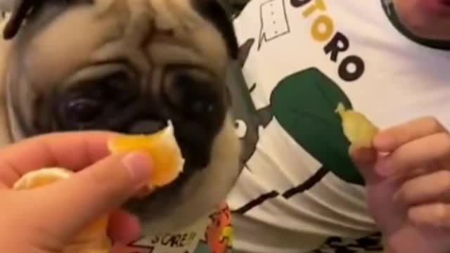 Pug gets angry... ( Funny video)