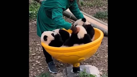 Aww-mazing Moments | Baby Animals Funny and Cute Compilation - Get Ready to Aww and Laugh! 😄❤️