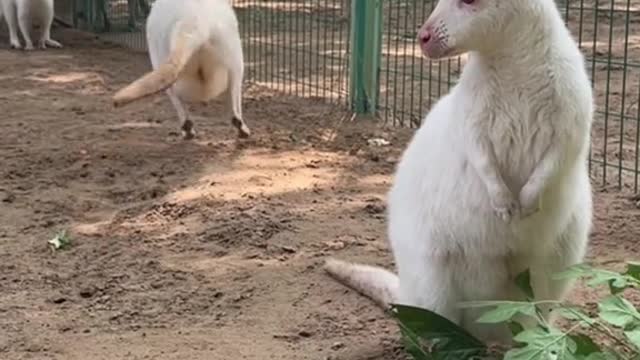 White kangaroo