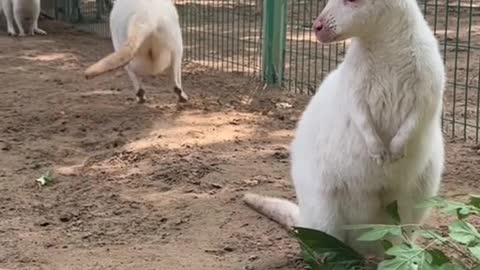 White kangaroo