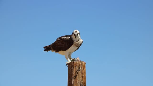 osprey eating fish