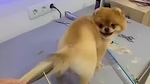 funny animal video