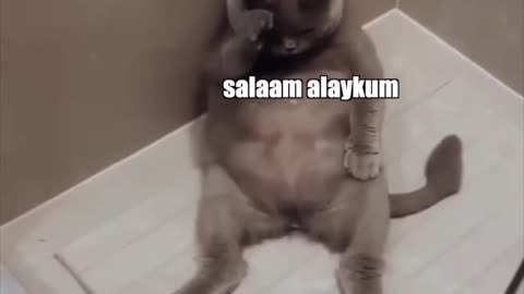 Cat in the shower