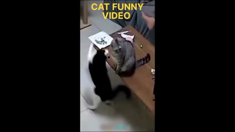 CAT PUNCH ON THE CAT 😺🐈| CAT FUNNY VIDEO 😁😸