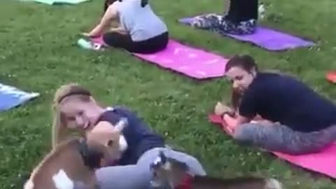 Funny Animal Video Funny Yoga Video Funny Dog videos