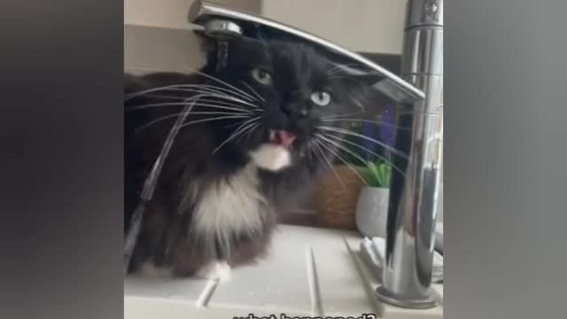 Best Funny Animal Videos, 2022 and 2021 Funniest Cats Videos