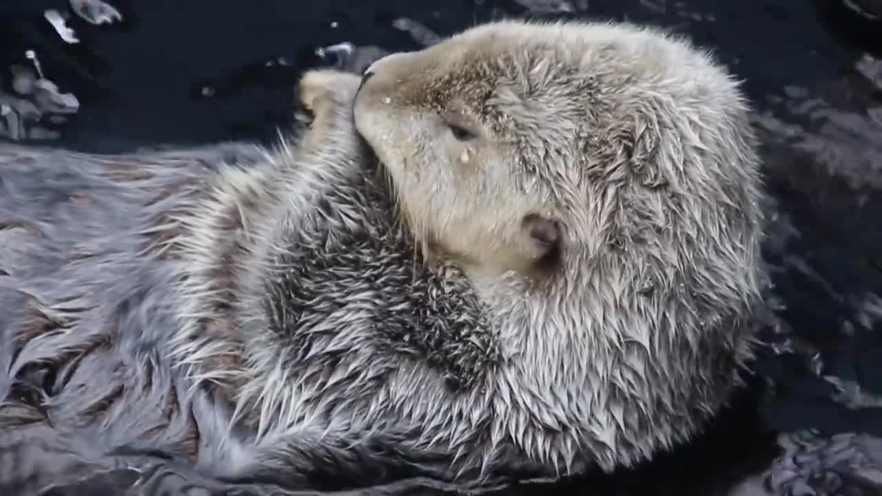 Funny animals , Creative Commons