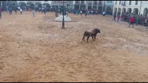 -- SALIDA DE UN ESPECTACULAR TORO BRAVO‼️DE HERMANOS CAMBRONEL. Villalpando (Zamora)