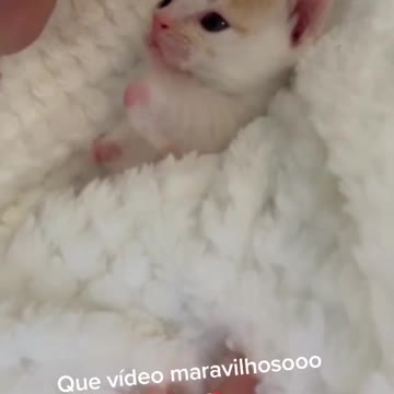 This video will improve your day by 100%