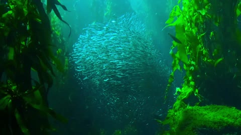 beautiful view of group of fish in the bottom of ocean