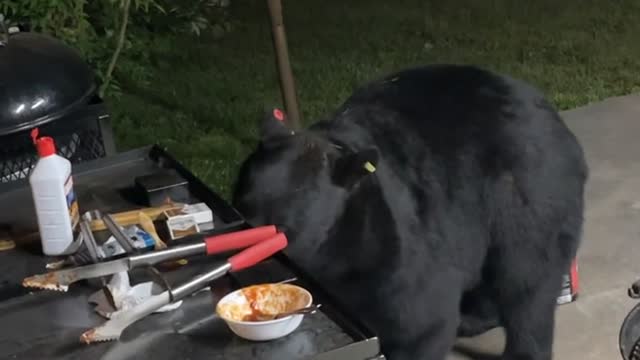 Bear Enjoys Some BBQ