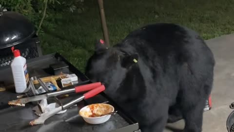 Bear Enjoys Some BBQ