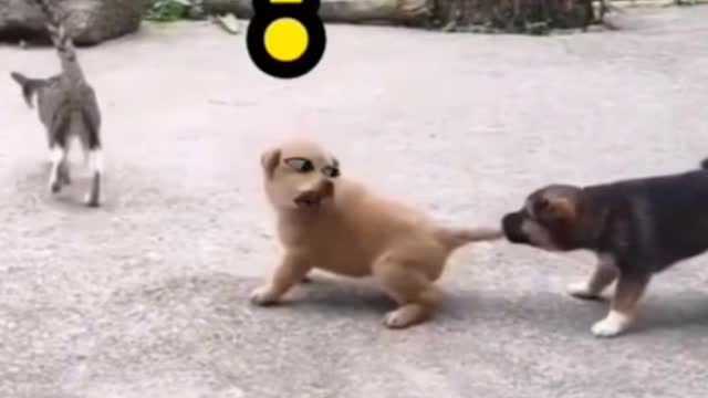 Dog funny compilation