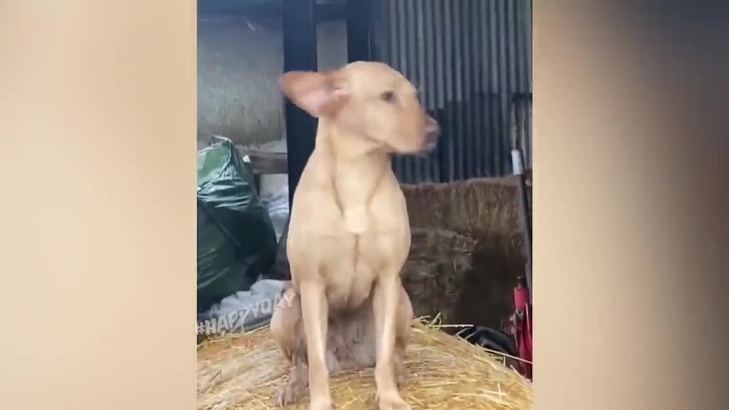 Best Of 2021 - Top Funny Pet Videos - TRY NOT TO LAUGH