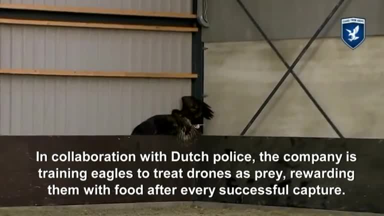 Eagles are talonted adversary for rogue drones